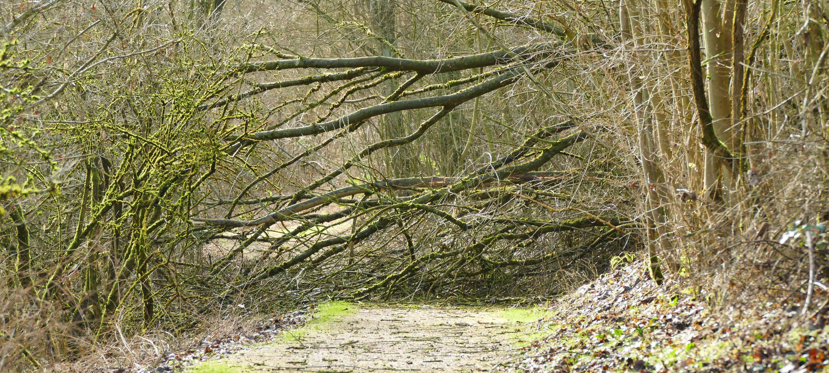 NRW/Niederrhein: Gefährliche Waldsituation nach Sturm