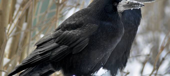 Emmerich: Maßnahmen gegen Nestbau von Krähen