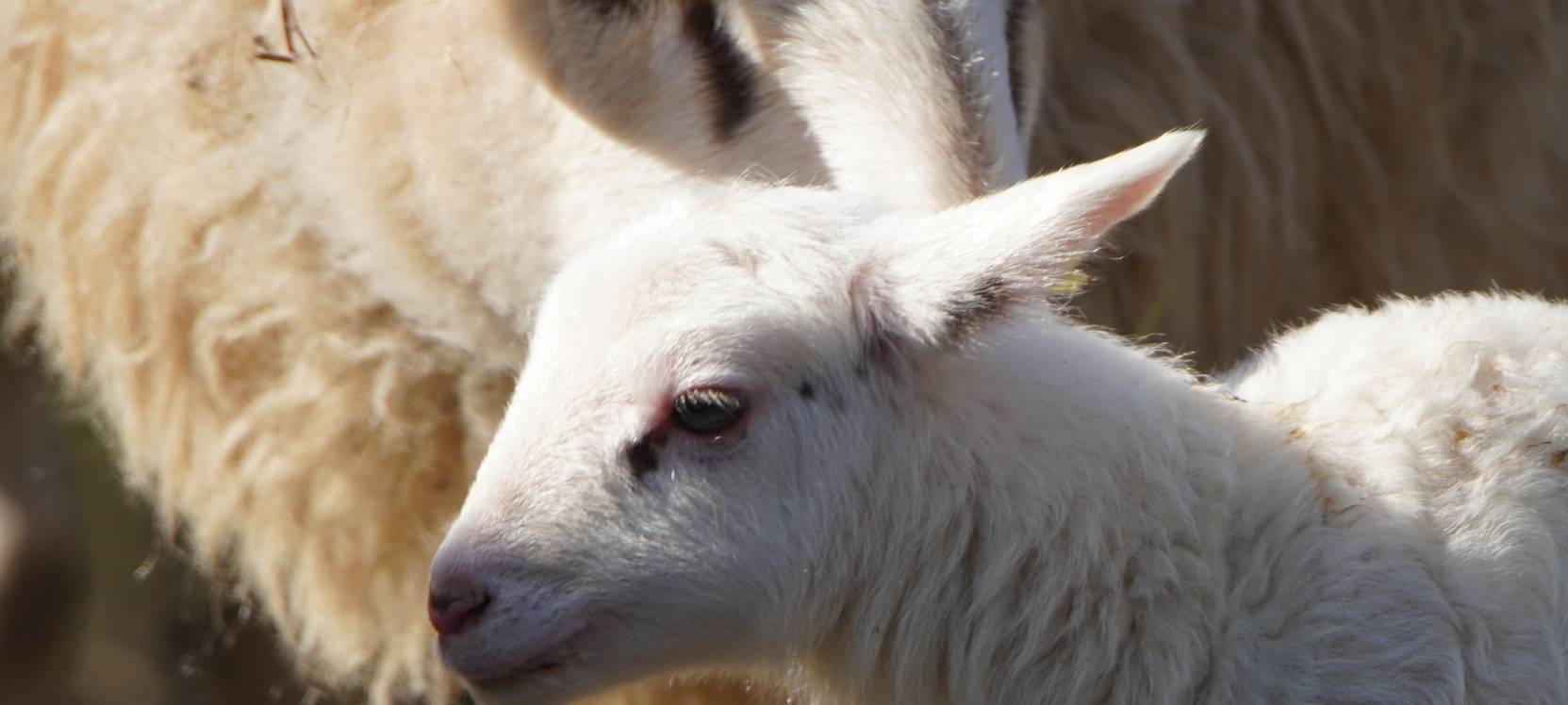 Kleve: Kleines Lamm als "großer Hoffnungsträger"