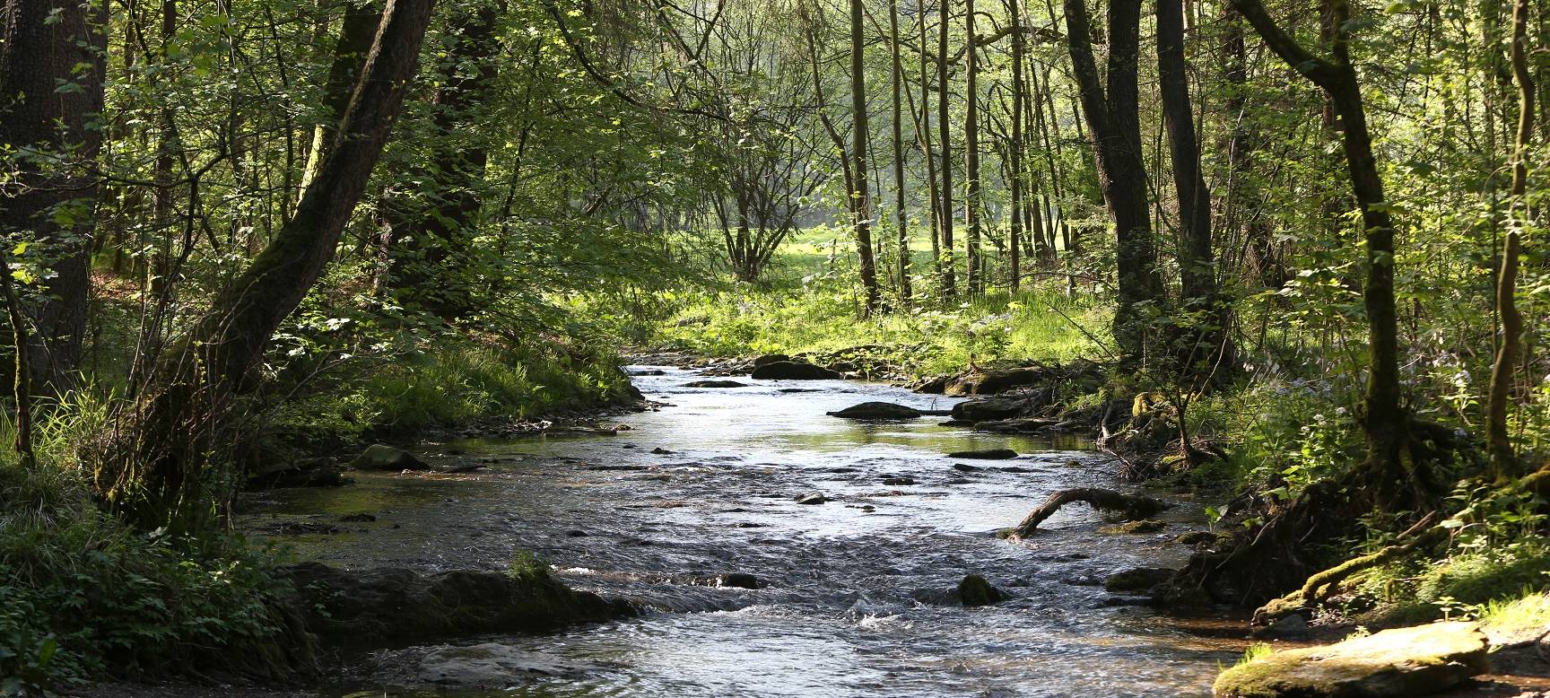NRW/Niederrhein: Weniger Rohholz-Exporte