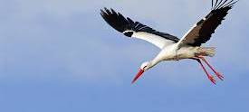 NRW/Niederrhein: Erste Zugvögel zurück