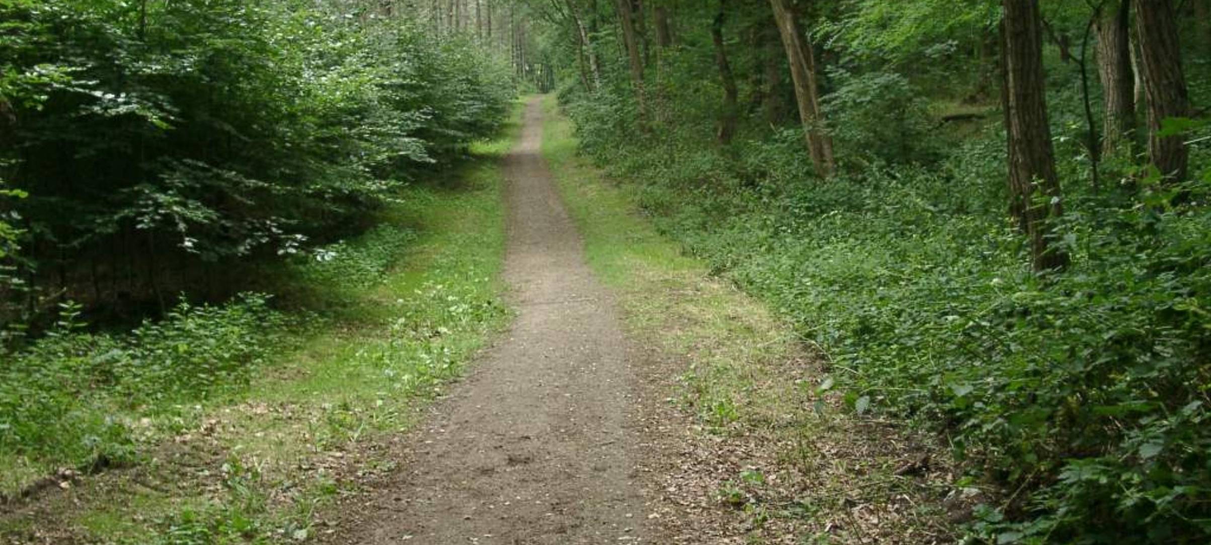 Essen/Niederrhein: Auch Leberstiftung warnt vor Waldpilzen