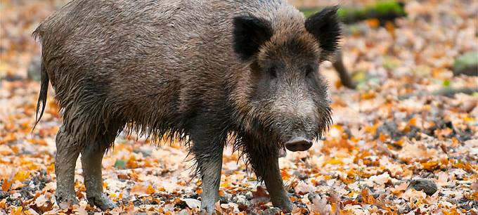 NRW/Niederrhein: Suchhundestaffel für Schweinepestvorsorge