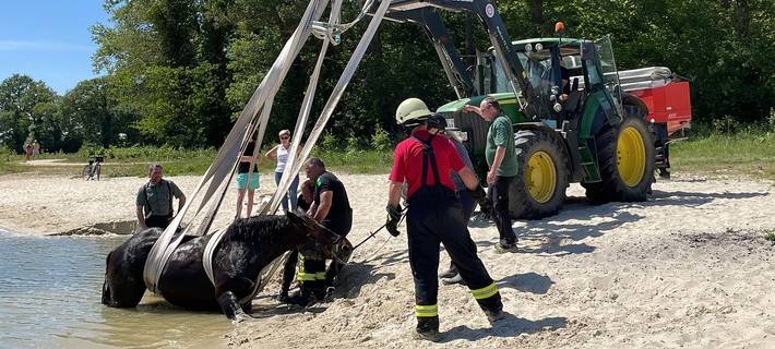 Goch: Feuerwehr rettet Pferd vor dem Ertrinken