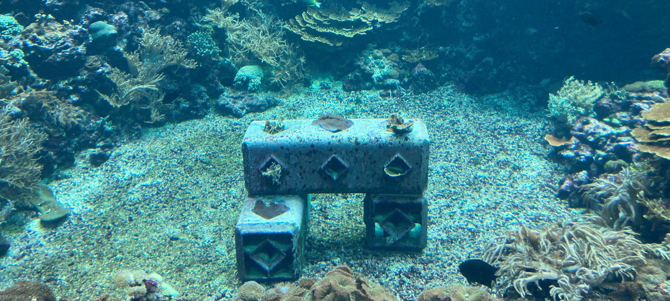 Euregio: Korallen-Nachwuchs für den Zoo Duisburg