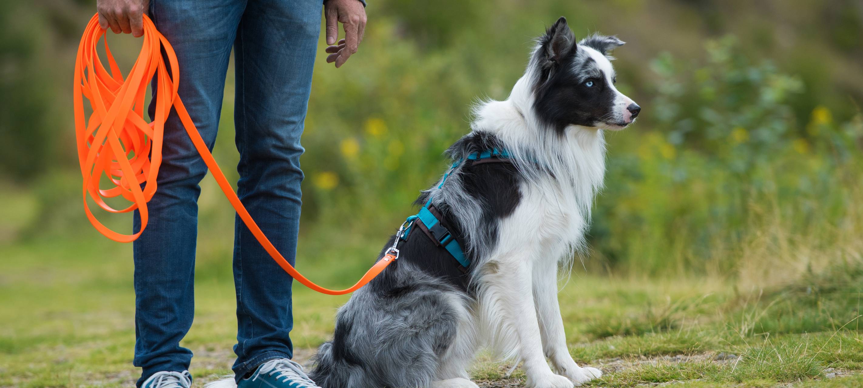 Goch: Hundebestandsaufnahme im Stadgebiet