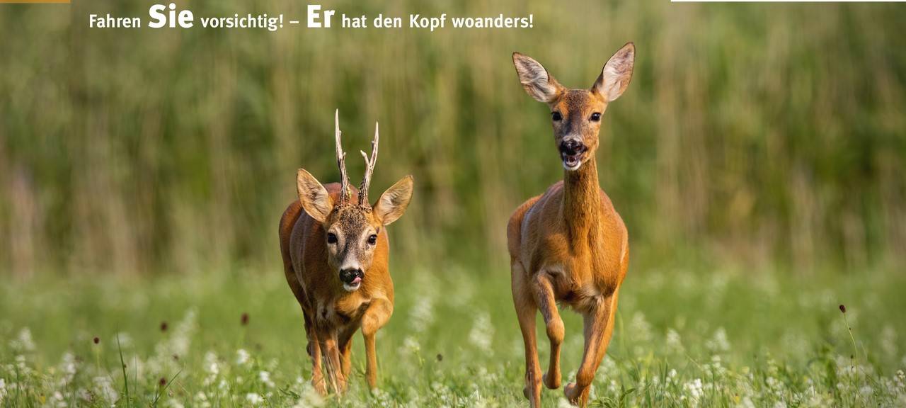 Niederrhein: Auf Rehwild in Paarungszeit achten