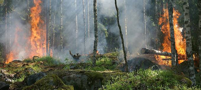 Rheinland: Hohe Waldbrandgefahr