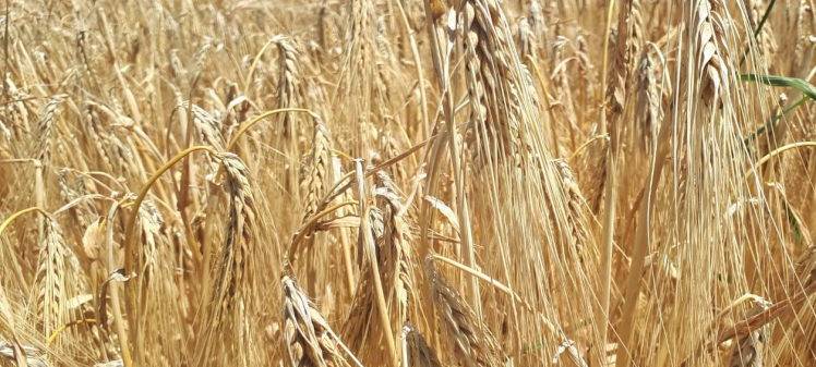 NRW/Niederrhein: Agrarstrukturerhebung 2023 beginnt