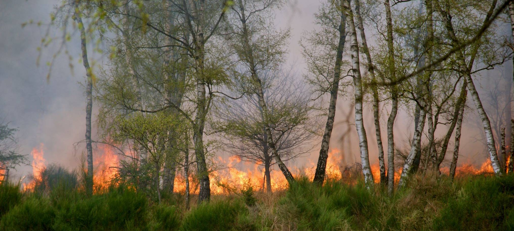 Euregio: Großflächiger Waldbrand bei Venlo