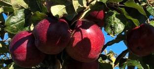 Kreis Kleve: 1.000-Bäume-Programm startet wieder