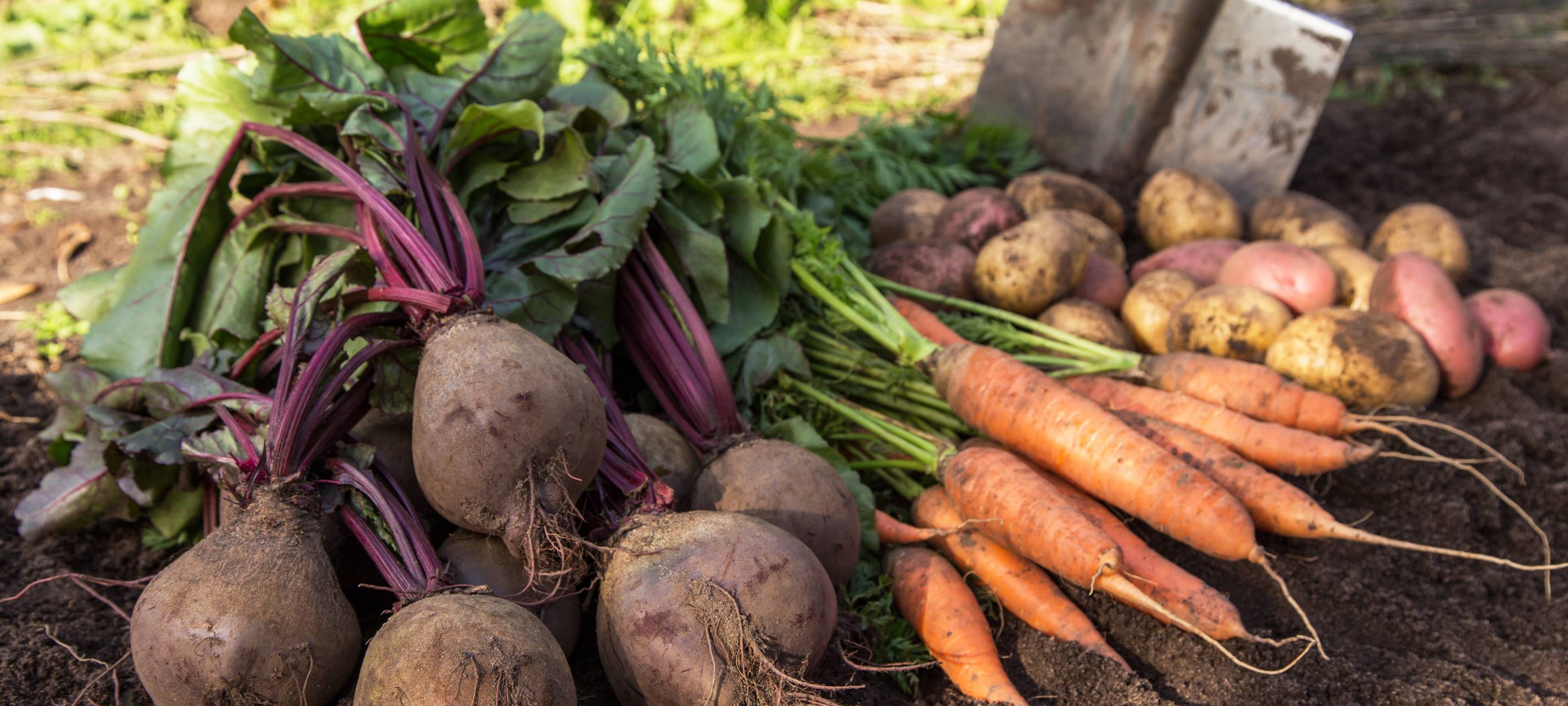 Herausforderungen für Obst- und Gemüsebauern