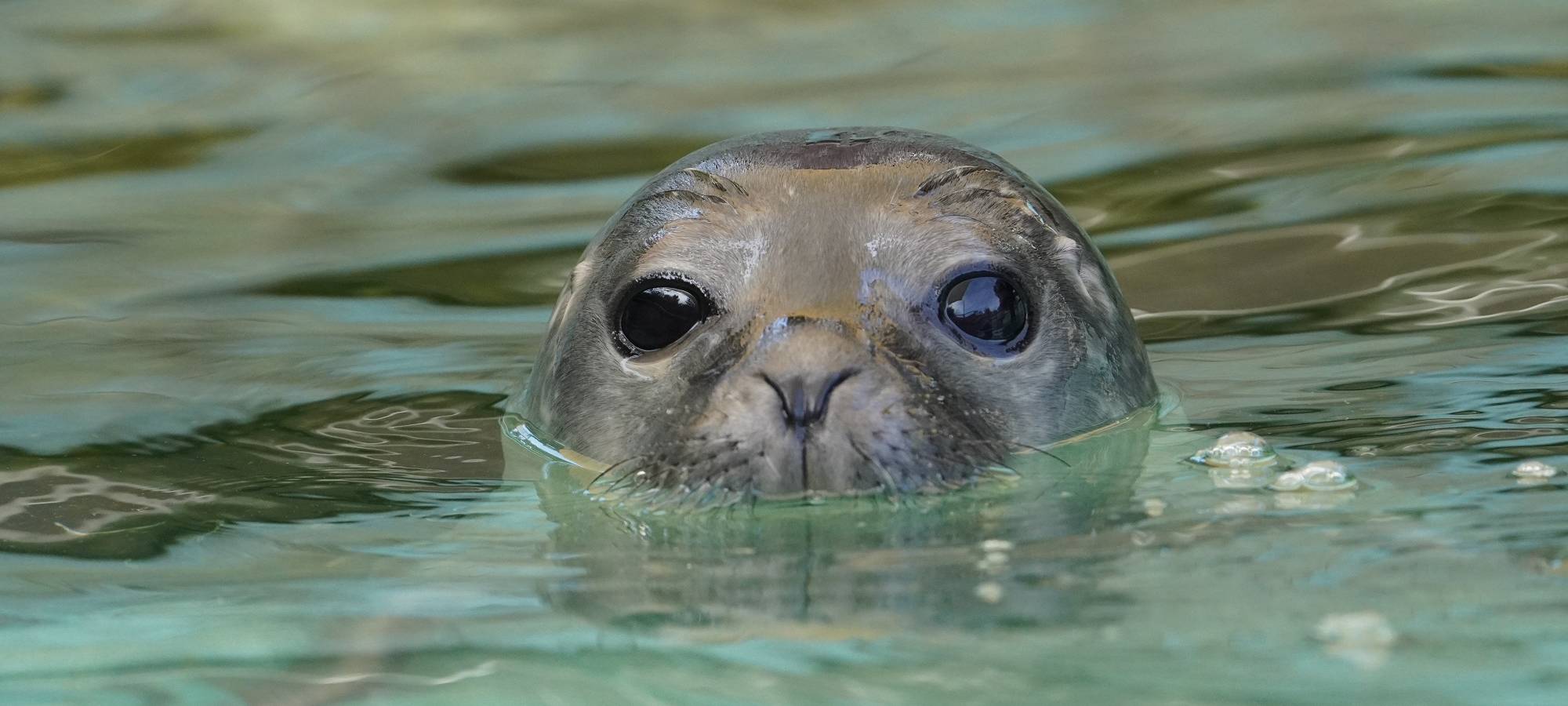 Kleve: SPD gegen Ende der Seehundhaltung