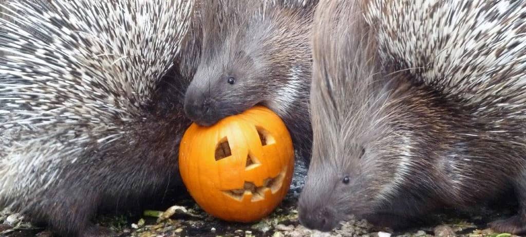 Halloween-Fest im Klever Tiergarten am 30. und 31.10.2026