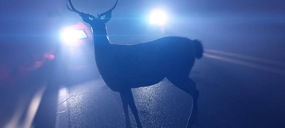 Kreis Kleve: Polizei warnt vor Wildwechsel