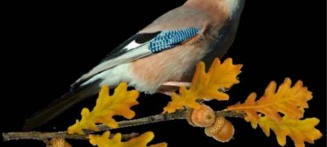 NRW: Stunde der Wintervögel