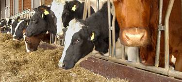 Kreis Kleve: Immer weniger Milchkuhhaltungen