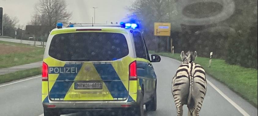 Geldern: Polizei fängt Zebras wieder ein