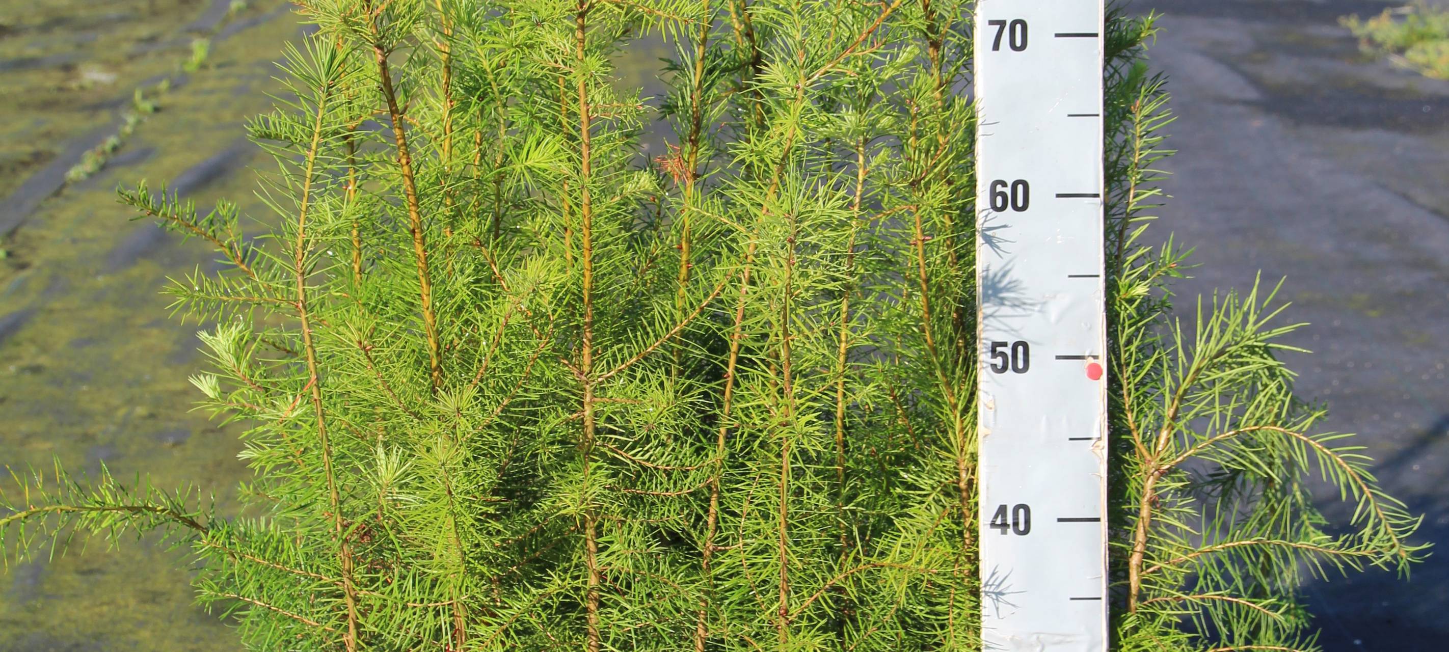 Kreis Kleve: Wieder kostenlose Setzlinge