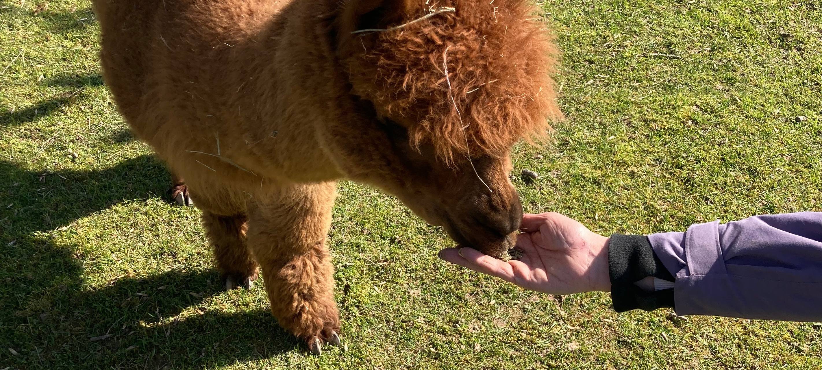 Kunterbunte Alpaka-Welt in Goch Hassum - Freizeittipp