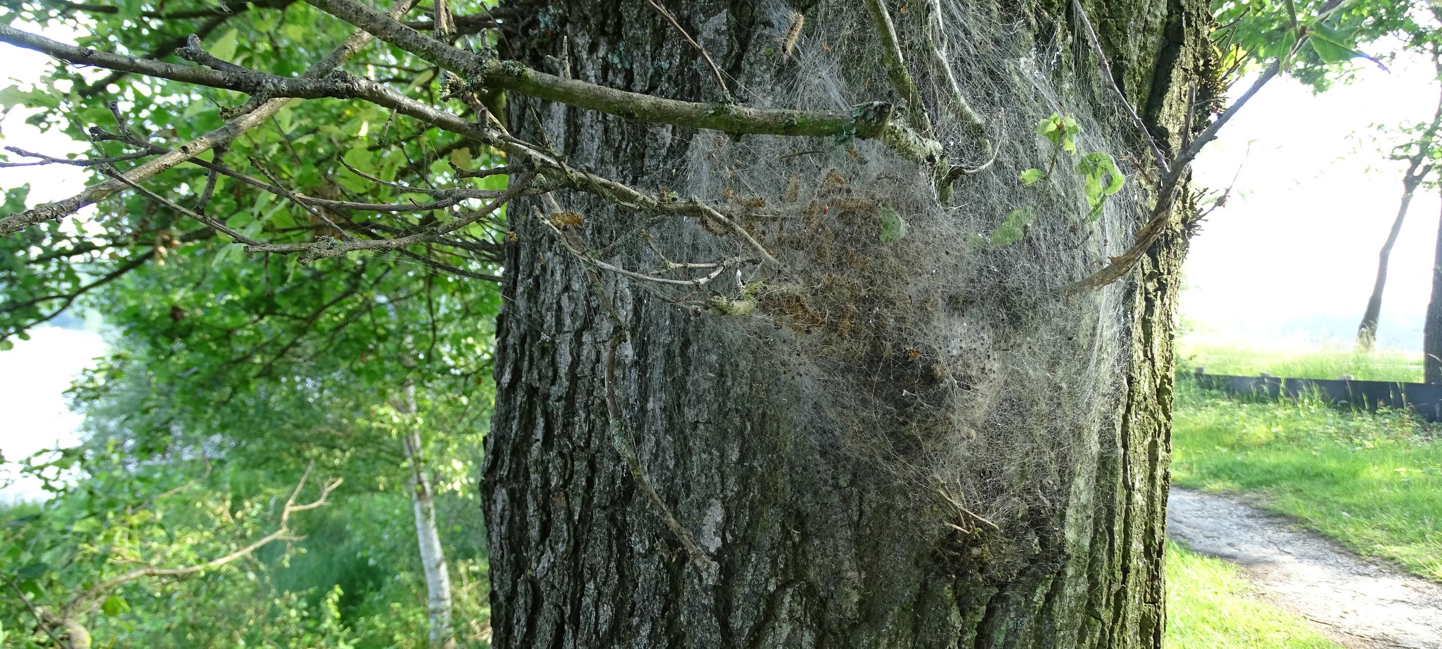 Geldern: Stadt startet Kampf gegen Eichenprozessionsspinner