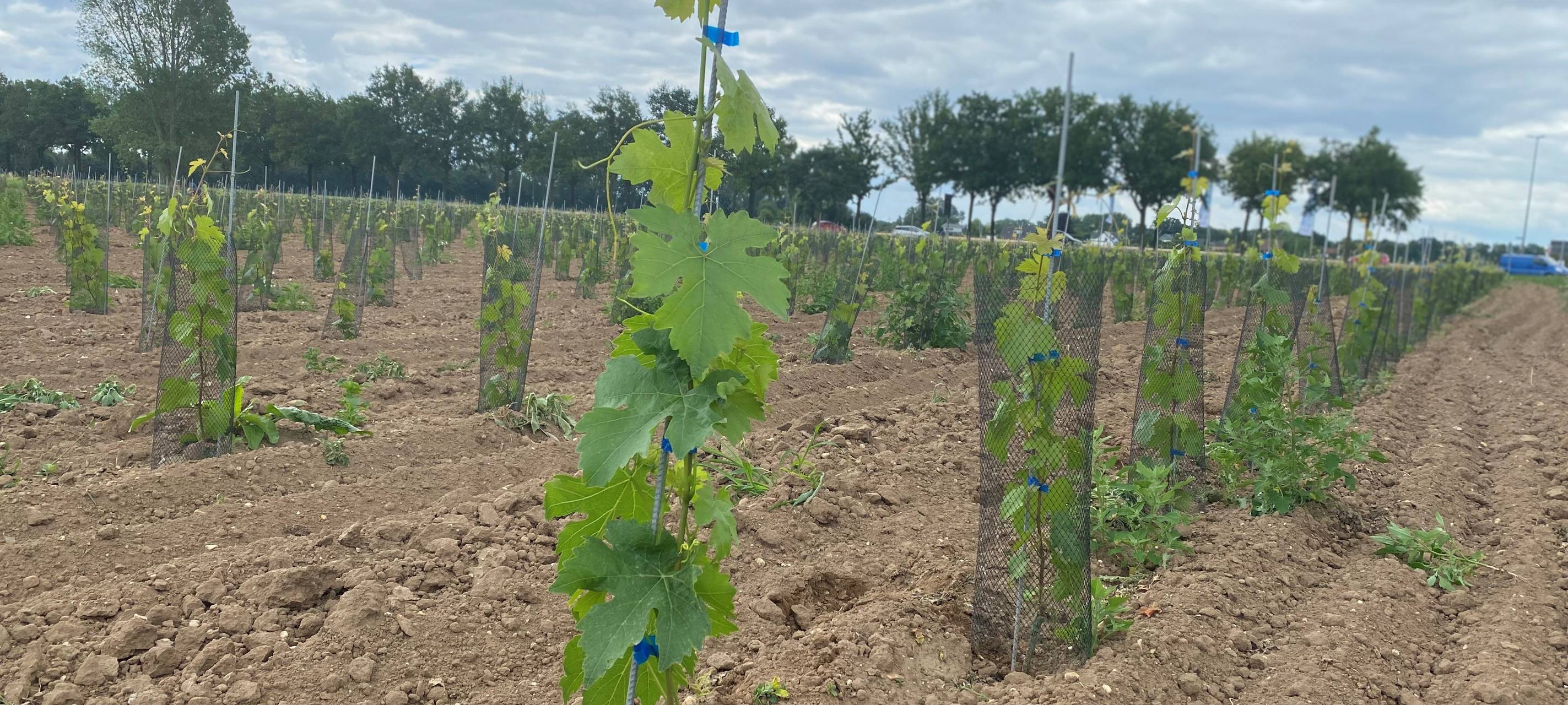 Weinberg bei Geldern-Pont