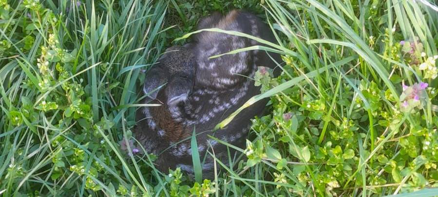 Viele Rehkitze gerettet