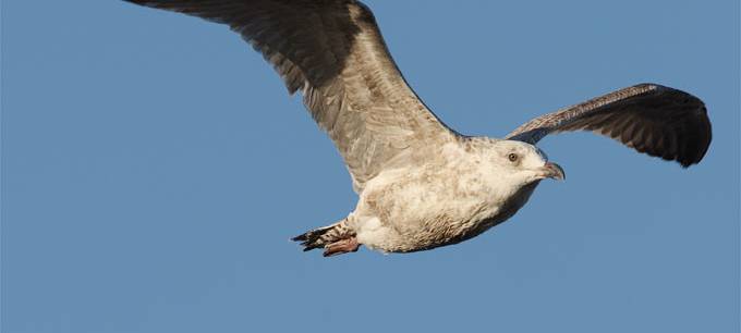 Kreis Kleve: Nur vereinzelt Wildvögel positiv auf Vogelgrippe getestet
