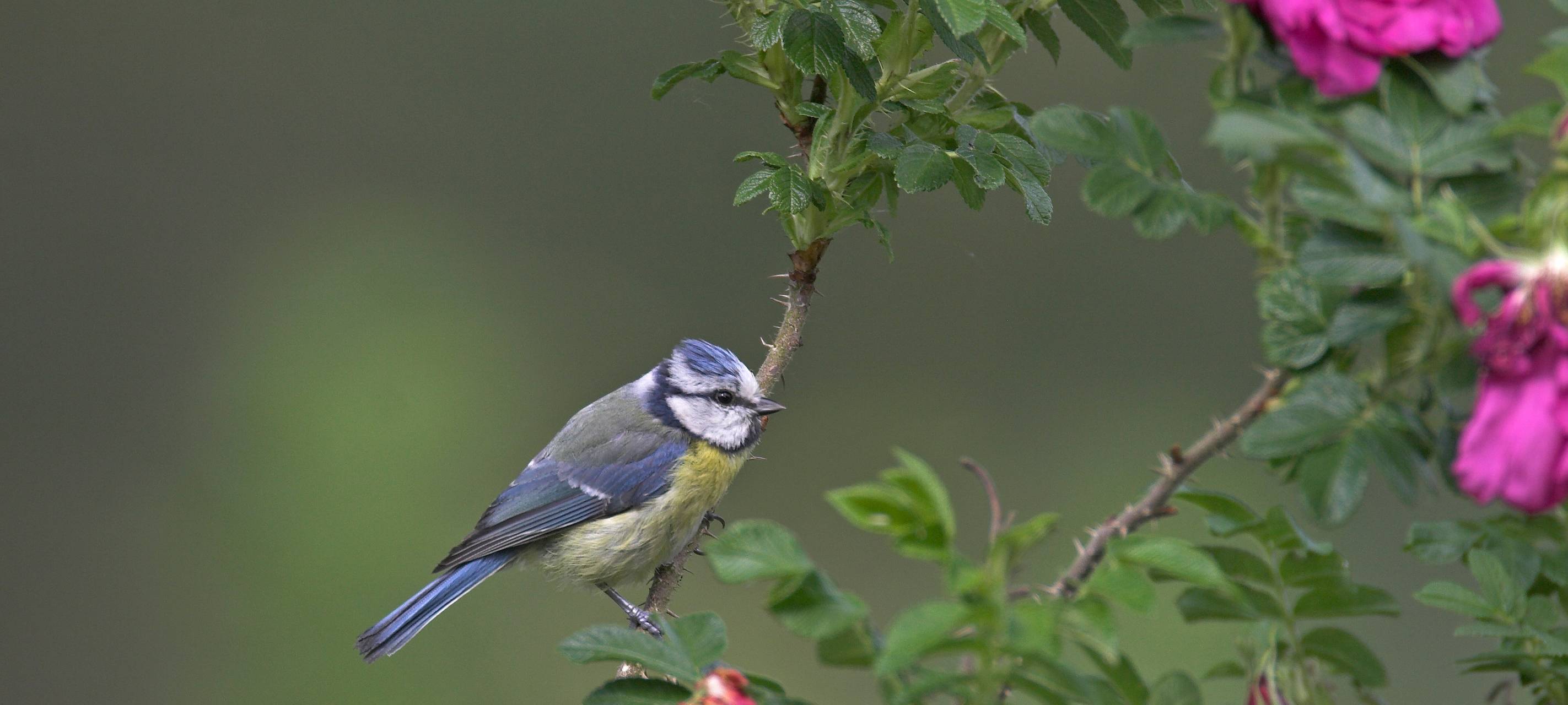 Kreis Kleve: Spatz auf Platz 1 - Deutlich mehr Saatkrähen