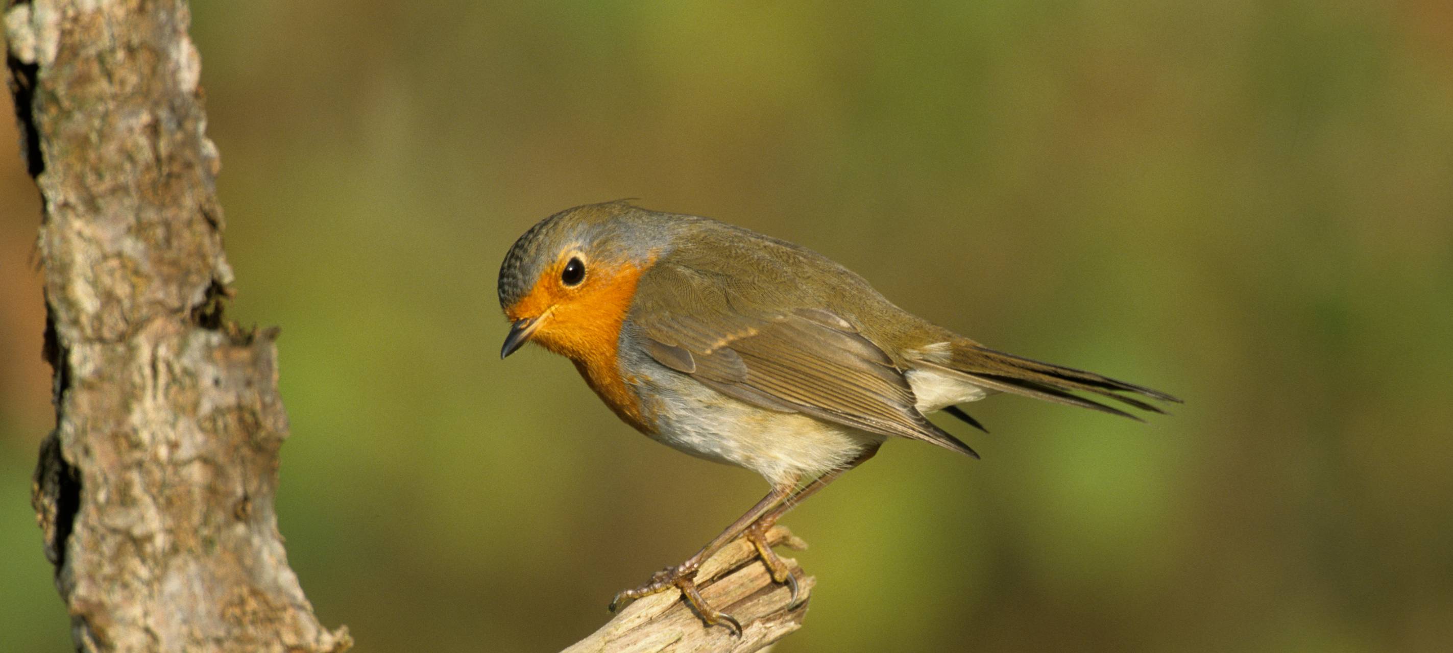 Kreis Kleve: Ergebnisse der Vogelzählung liegen vor