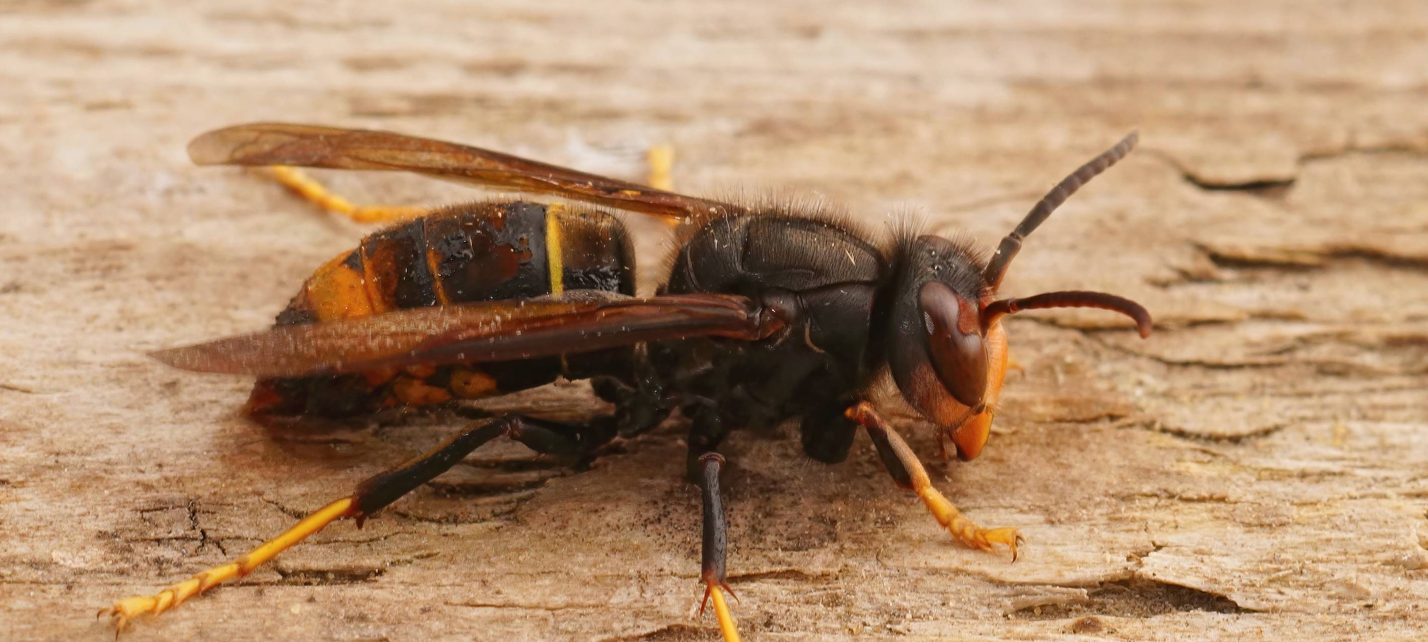 Euregio: Asiatische Hornisse wird zunehmend problematisch