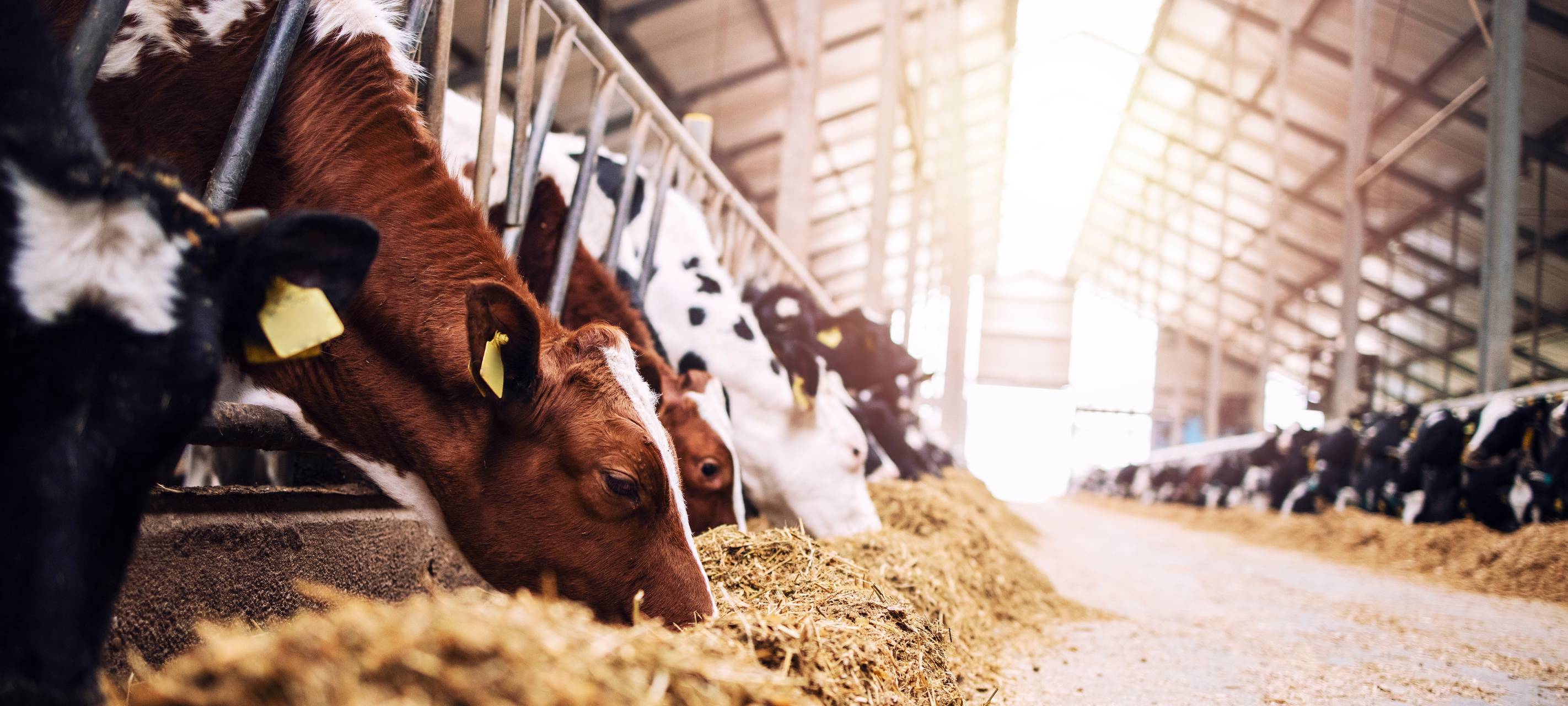 Kreis Kleve: Rinderseuche ausgebrochen