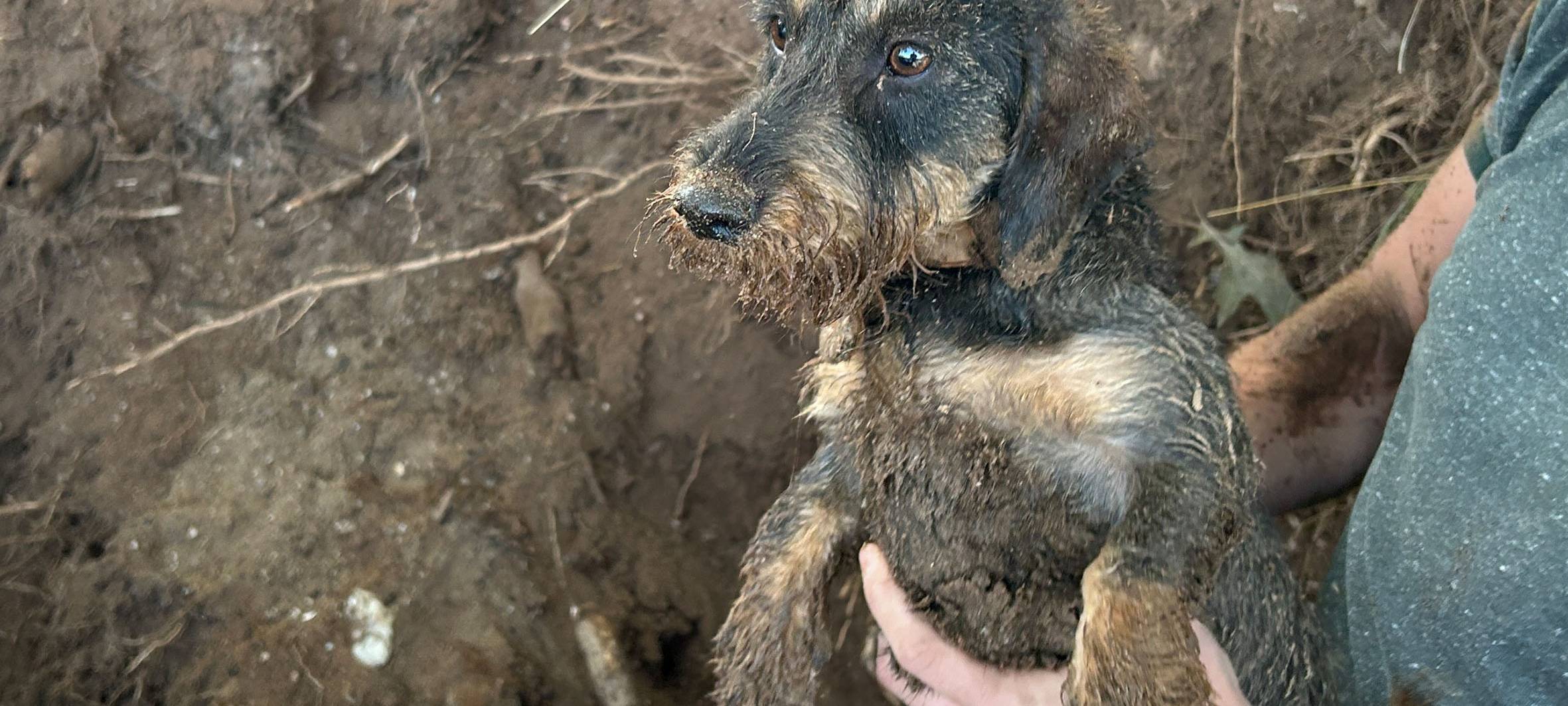 Dackel Rüde "Skyb" nach 8 Stunden aus Nutria-Bau befreit