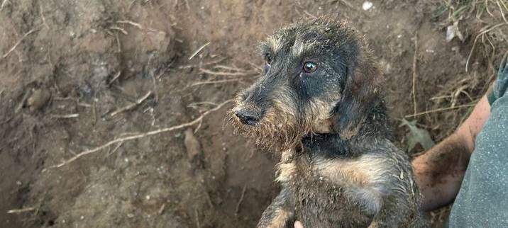 Goch: Rauhaardackel aus Nutria-Bau befreit