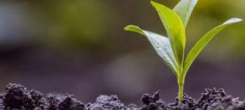 Kreis Kleve: Klimaschutzpreis ausgelobt