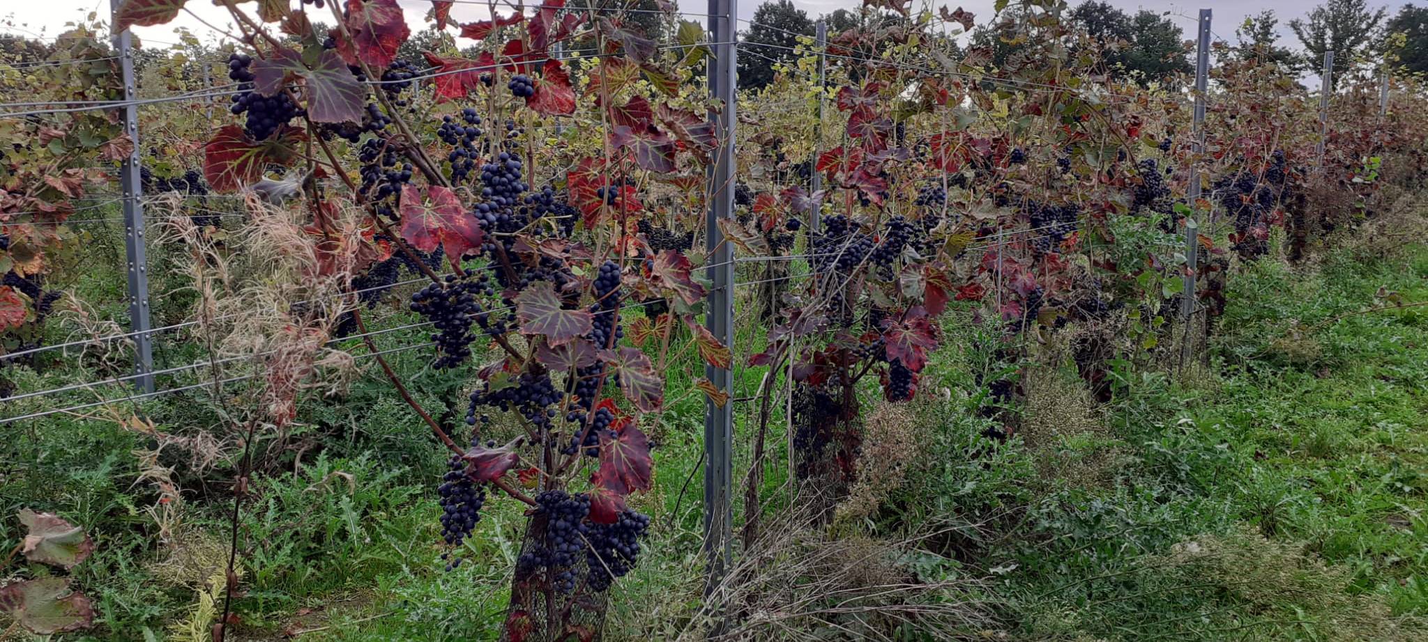 Das Weingut Viniazzi in Geldern-Pont