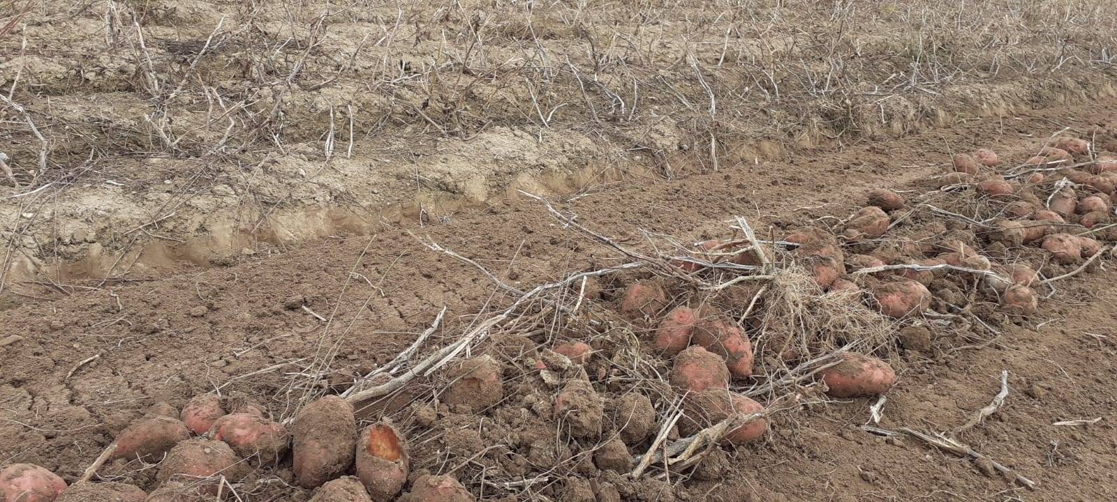 Kartoffeln bei Uedem selbst sammeln