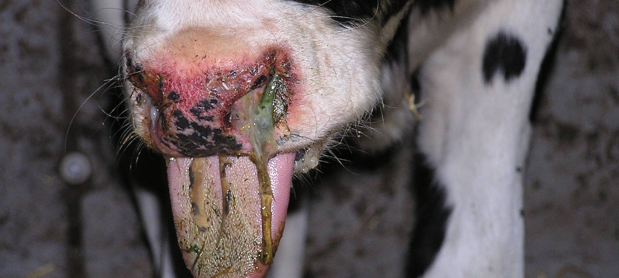 Niederrhein: Zu erhöhter Vorsicht und Impfung aufgerufen