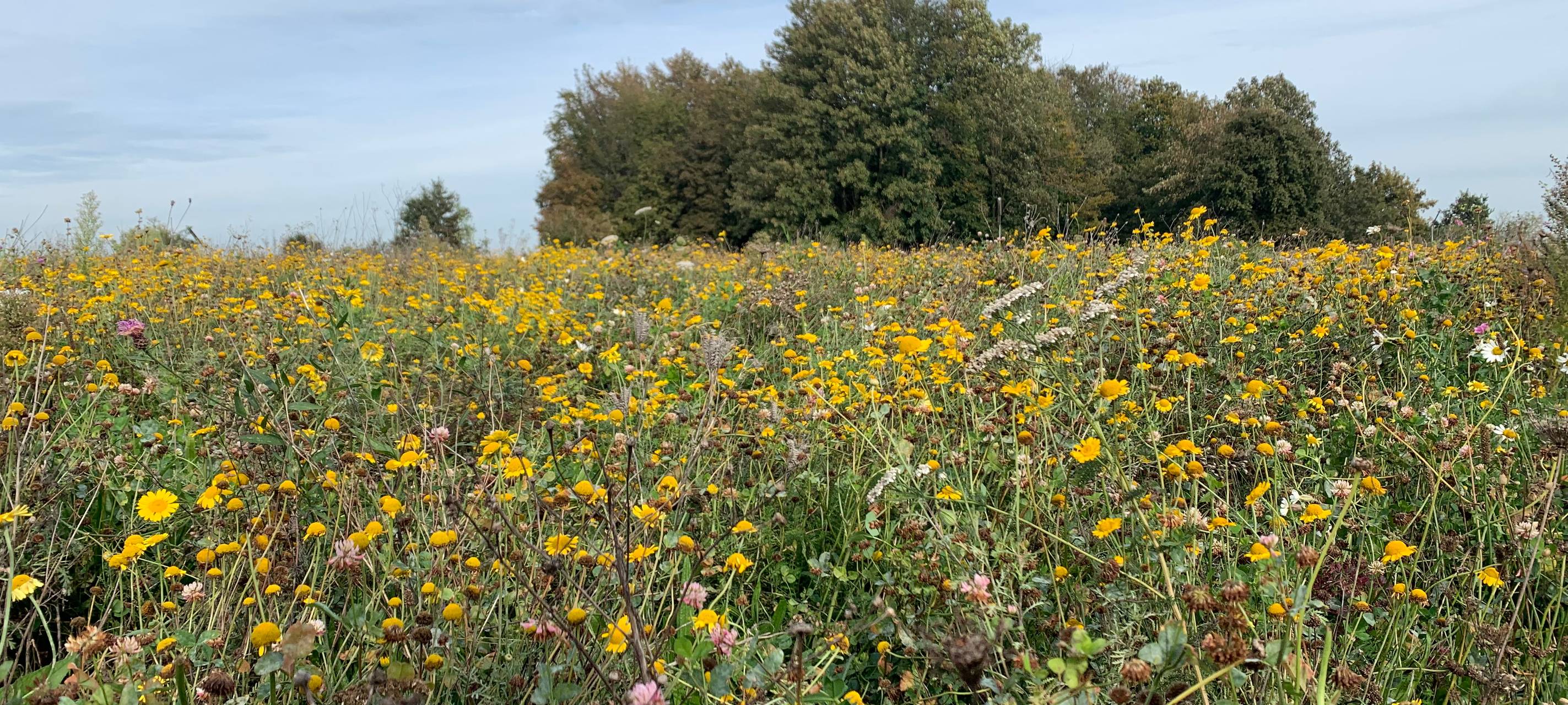 Bienenweiden in Uedem und Winnekendonk