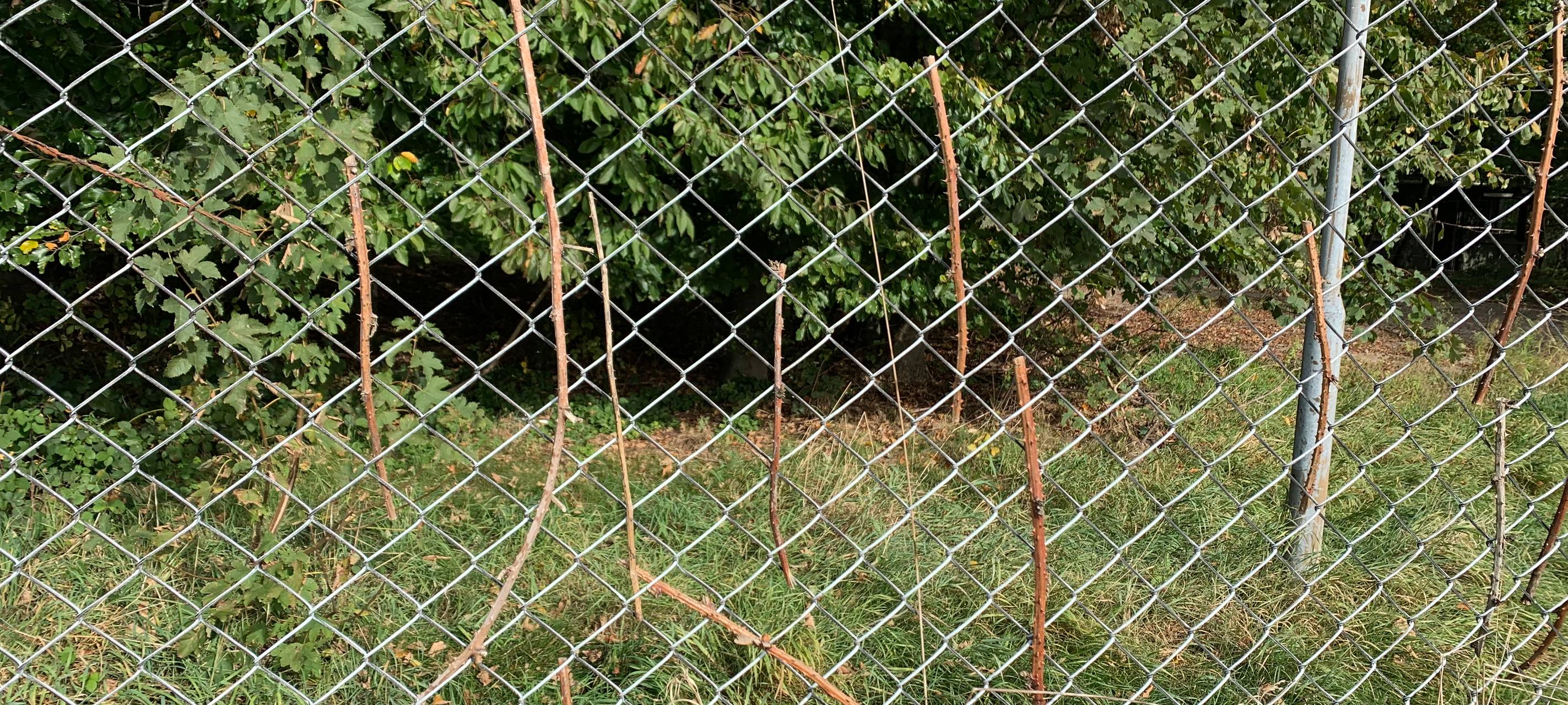 Bienenweiden in Uedem und Winnekendonk