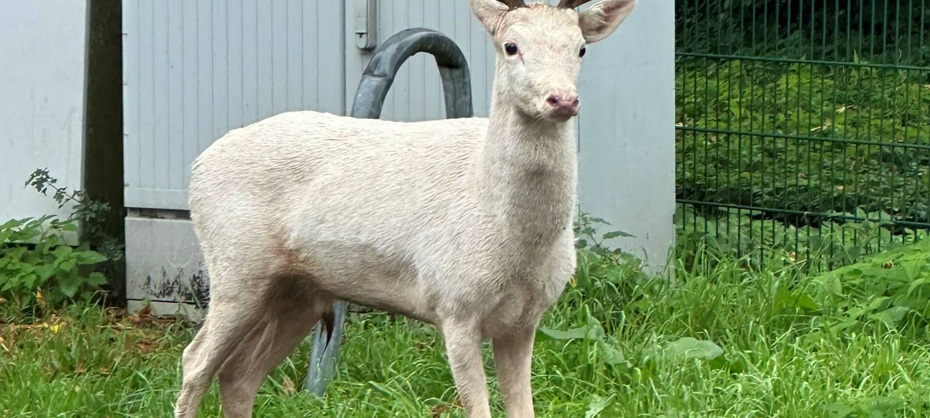 Niederrhein: Weißer Hirsch vor Moerser Baumarkt