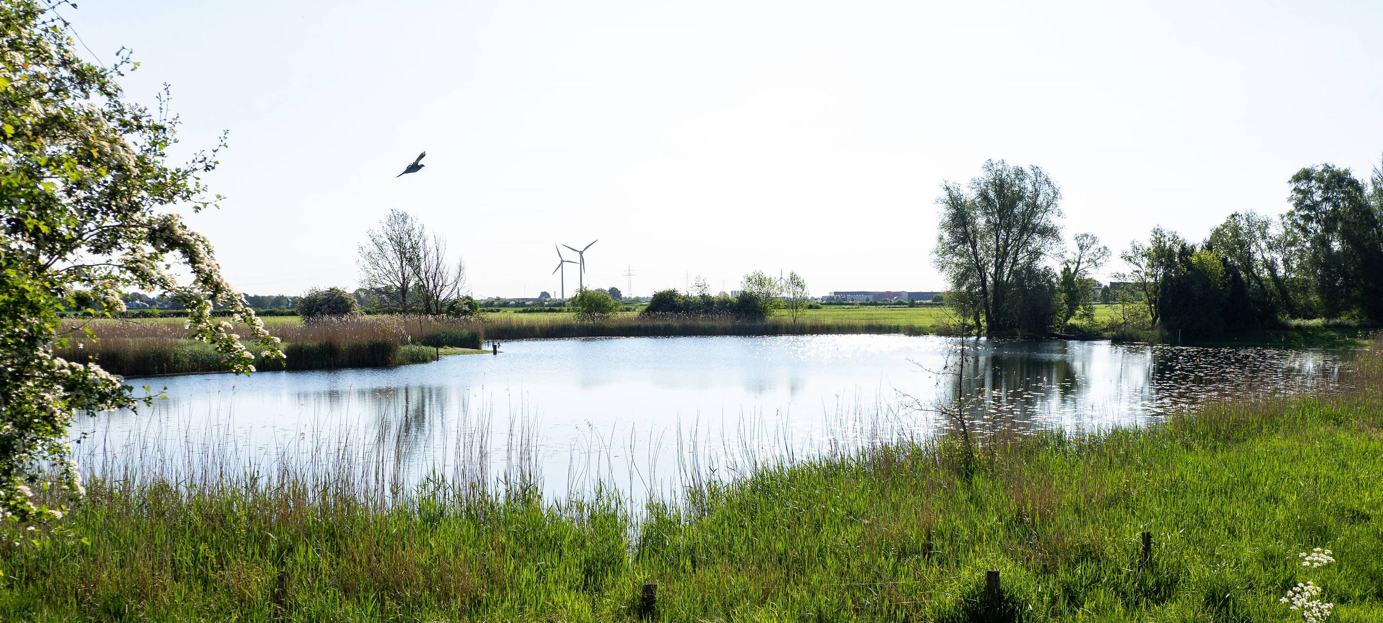 Niederrhein: NABU arbeitet weiter an Naturschutzgebiet
