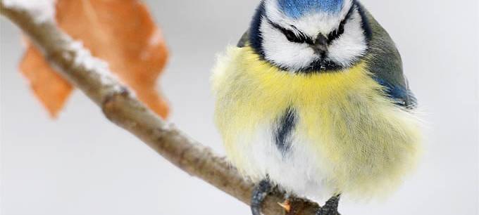 Niederrhein: NABU startet Wintervogelzählung