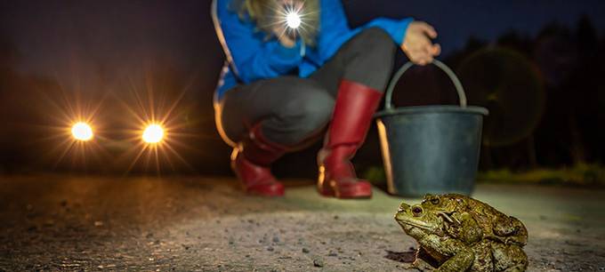 Niederrhein/Geldern: Amphibienwanderung gestartet
