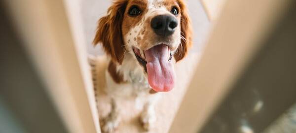 Emmerich: Mehr Zeit für Erfassung der Hunde