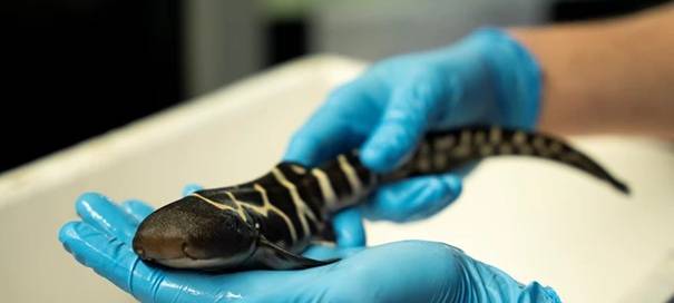 Arnheim: Nachwuchs für Leopardenhaie