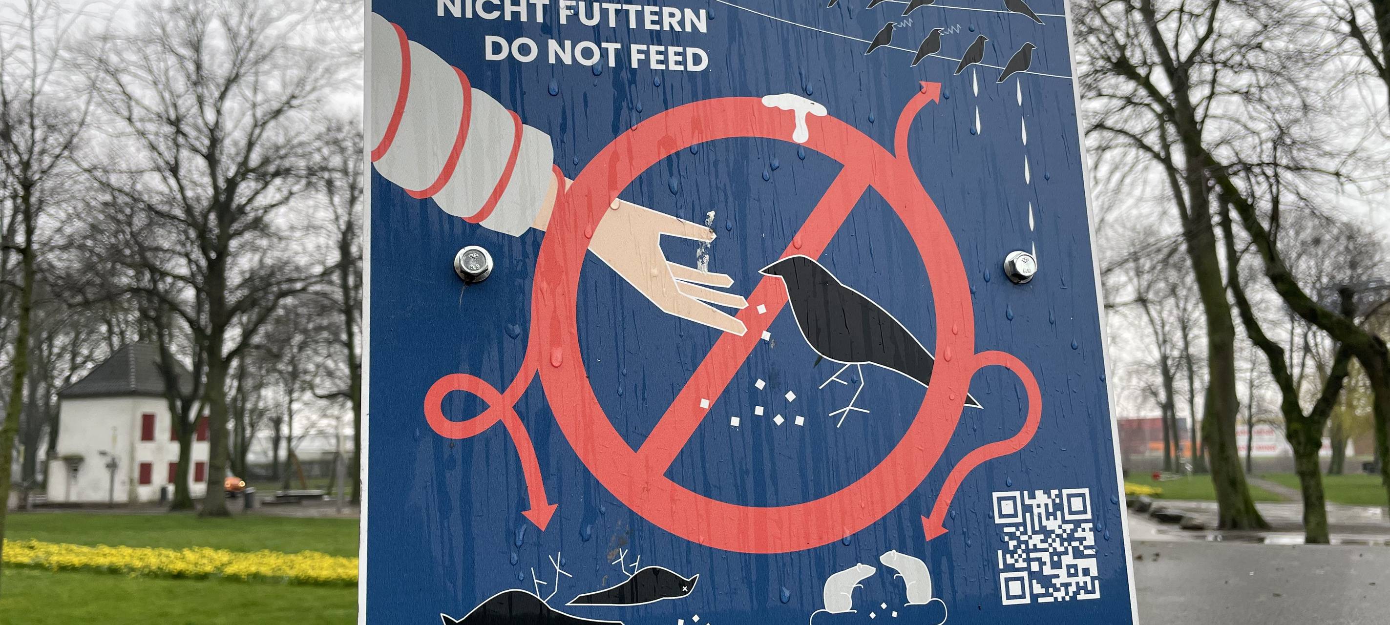 Emmerich: Stadt will weiter gegen Krähen vorgehen