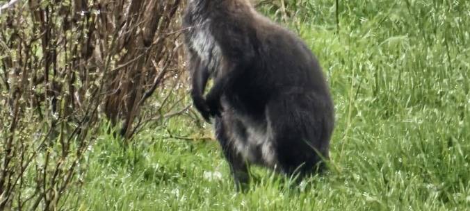 Goch: Känguru sorgt für Polizeieinsatz