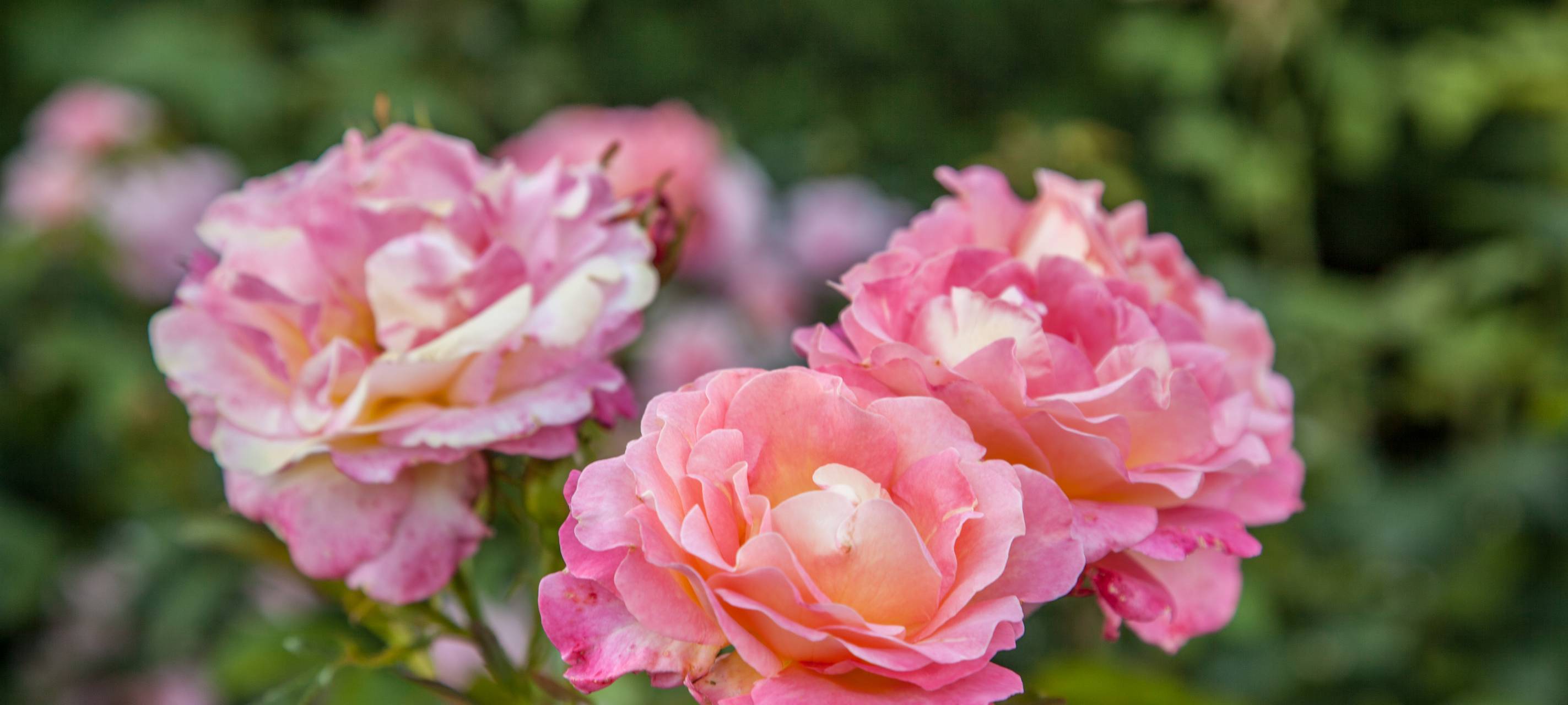 Paradiesischer Garten in Bedburg-Hau soll bald verkauft werden