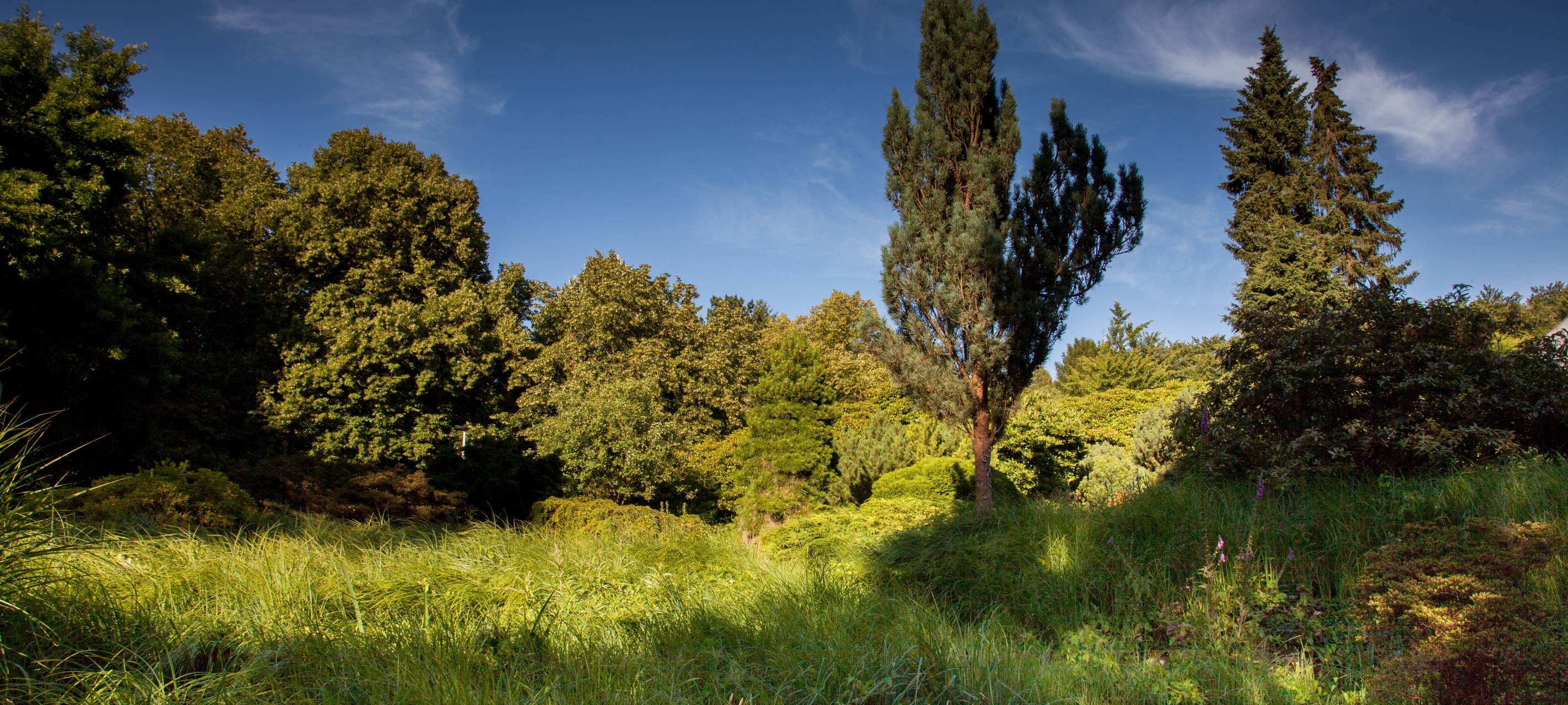 Niederrhein: Nabu gegen Bejagung des Wolfes